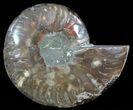 Polished Ammonite Fossil (Half) - Agatized #51761-1
